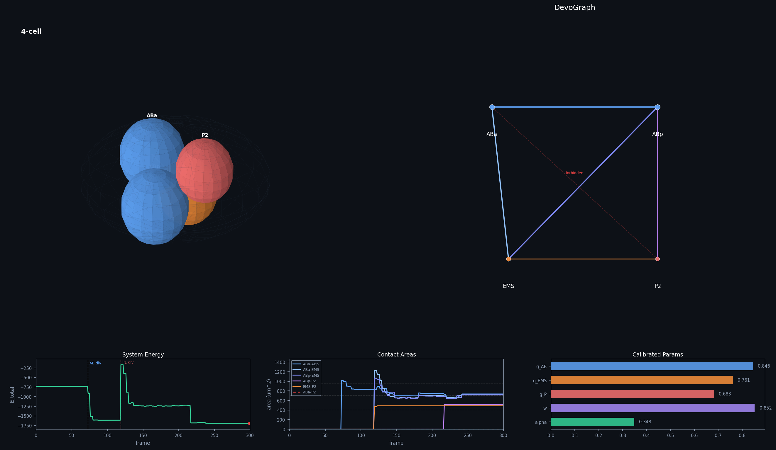 4-cell C. elegans equilibrium — contact topology emerging from energy minimization